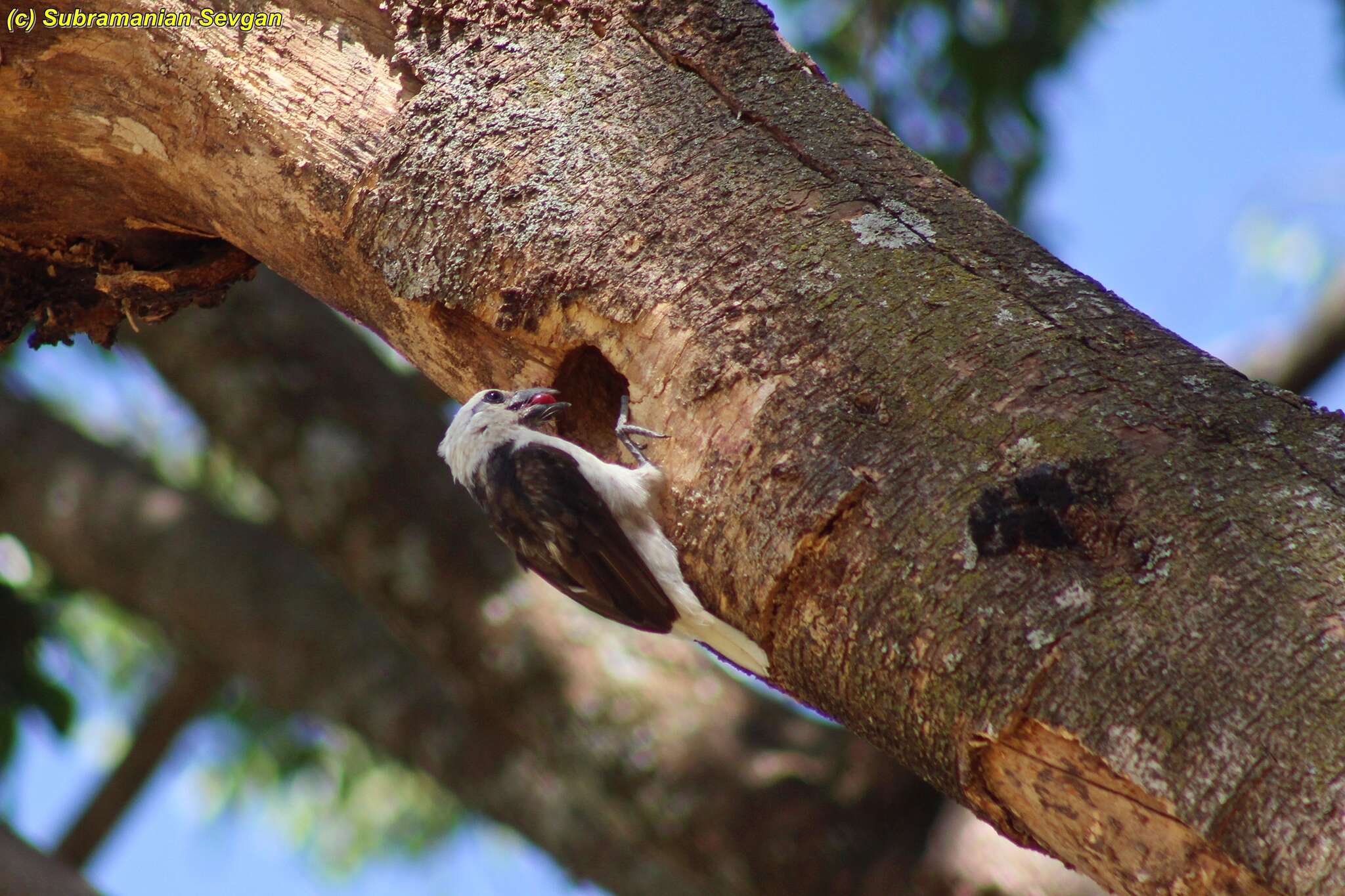 Image of White-headed Barbet