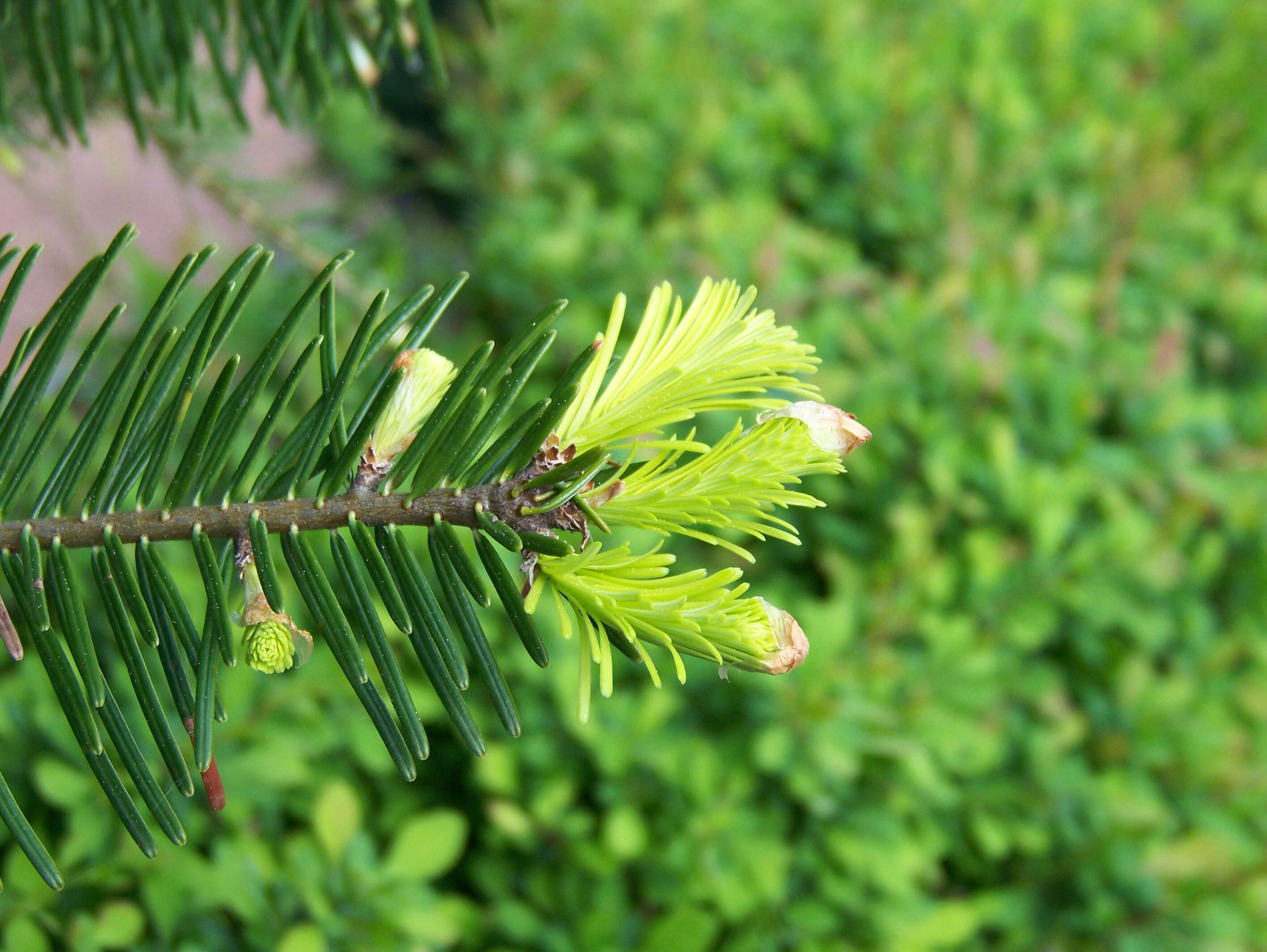 Image of Silver Fir