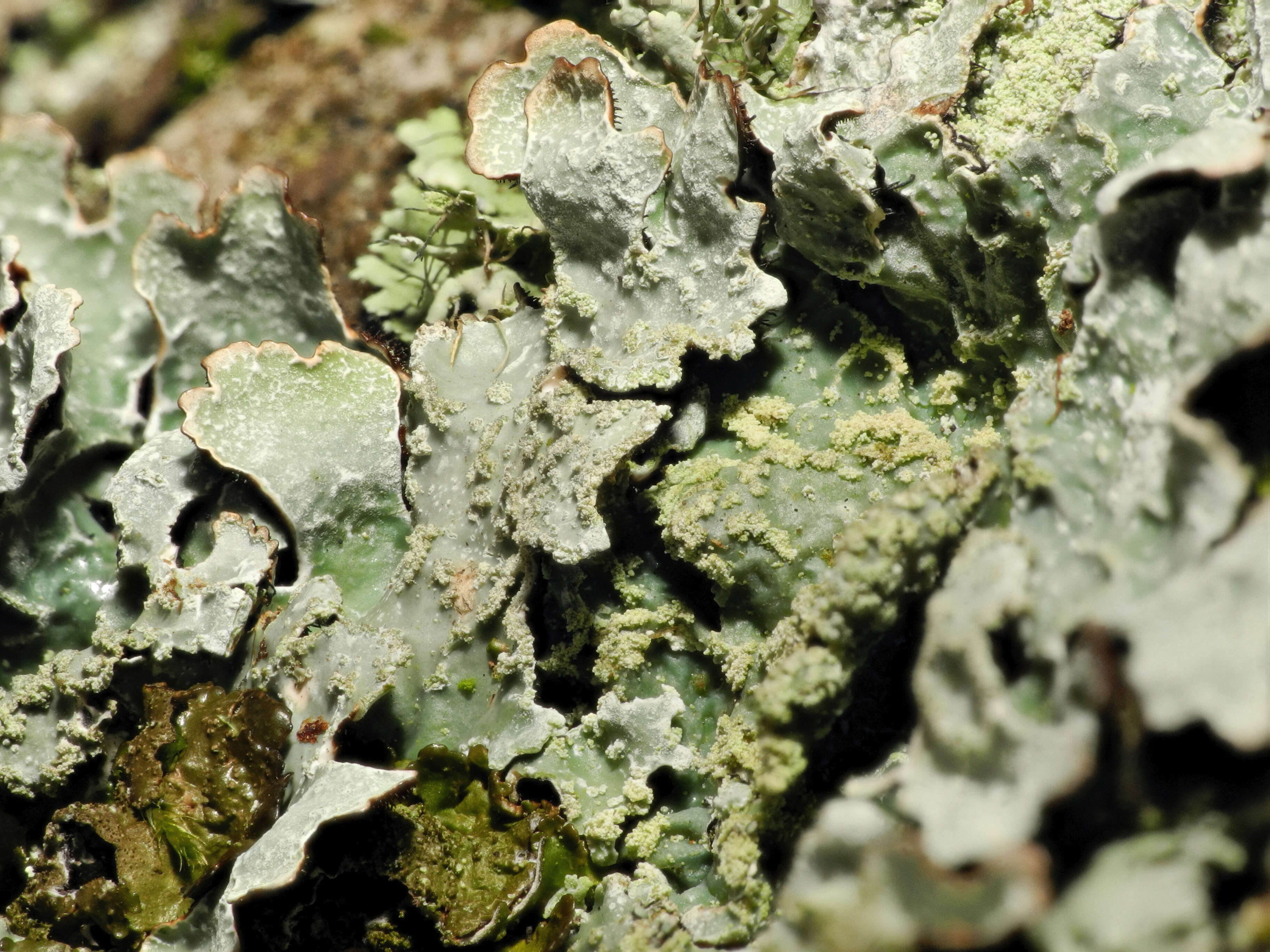 Image of shield lichen