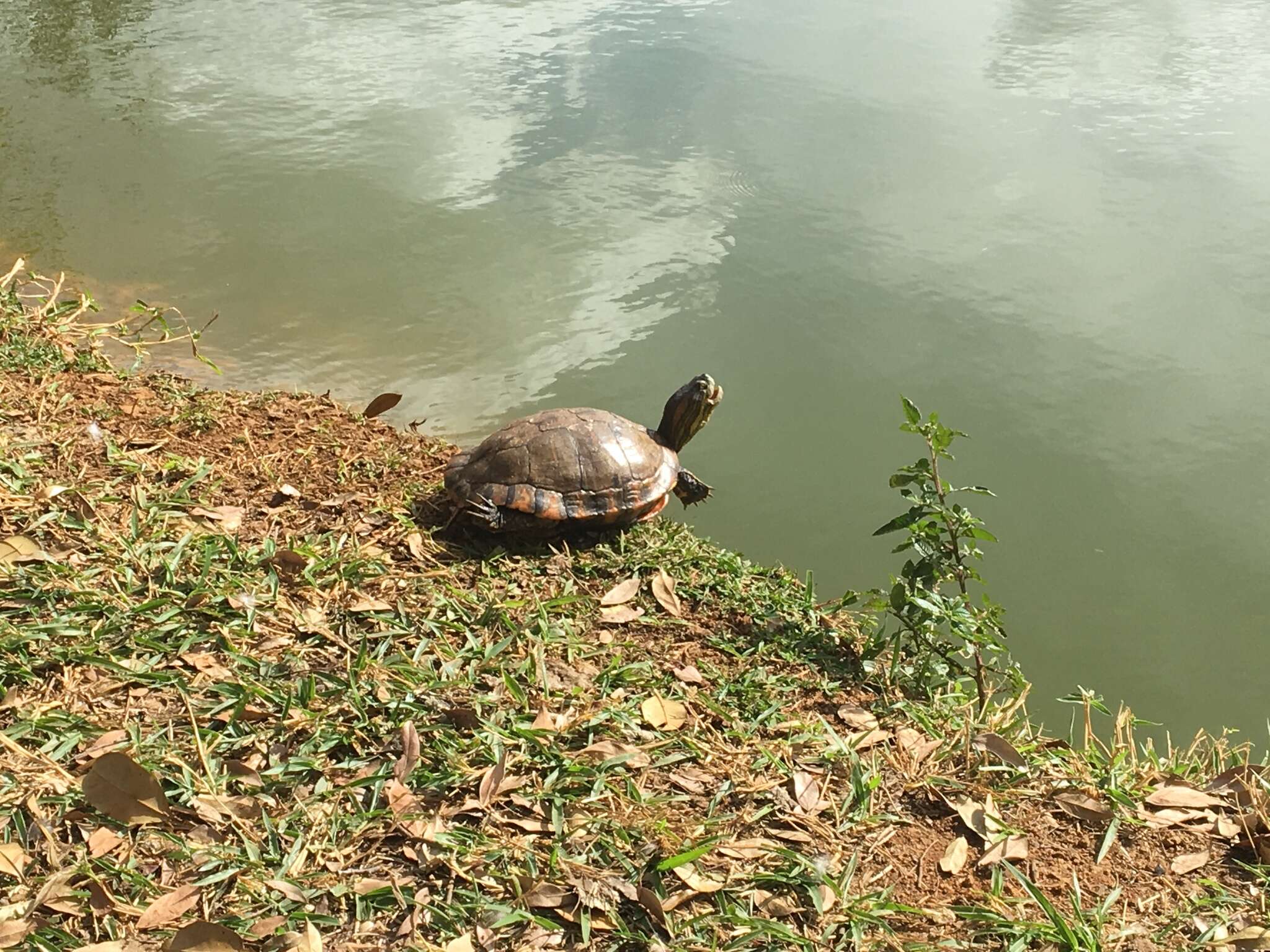 Image of Black-bellied Slider