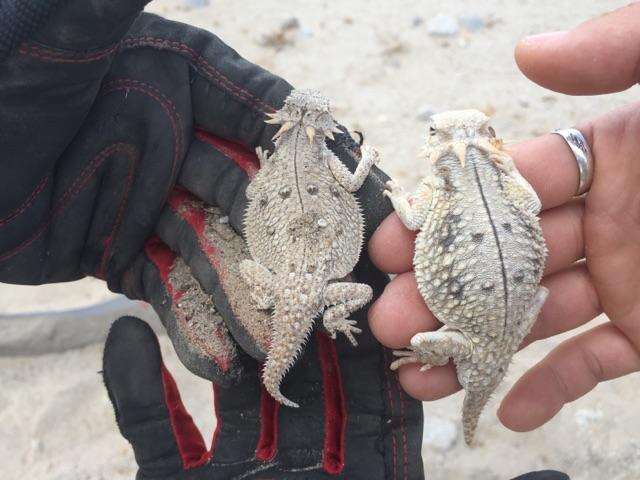 Image of Flat-tailed Horned Lizard