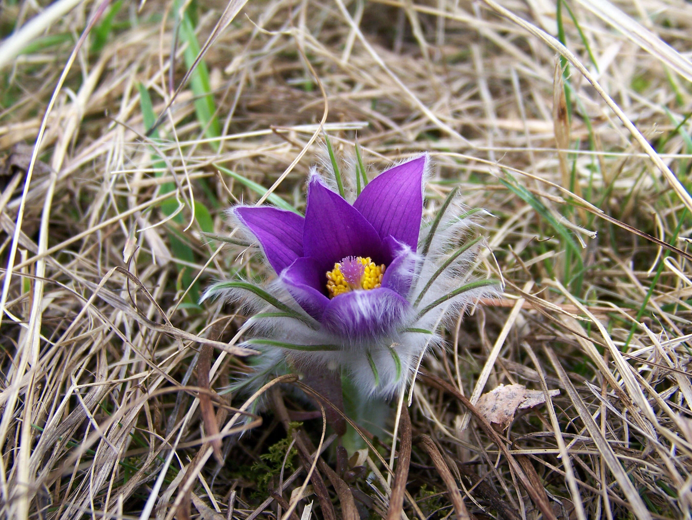 Imagem de Pulsatilla vulgaris Miller