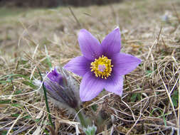 Imagem de Pulsatilla vulgaris Miller