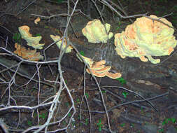 Image de Polypore soufré