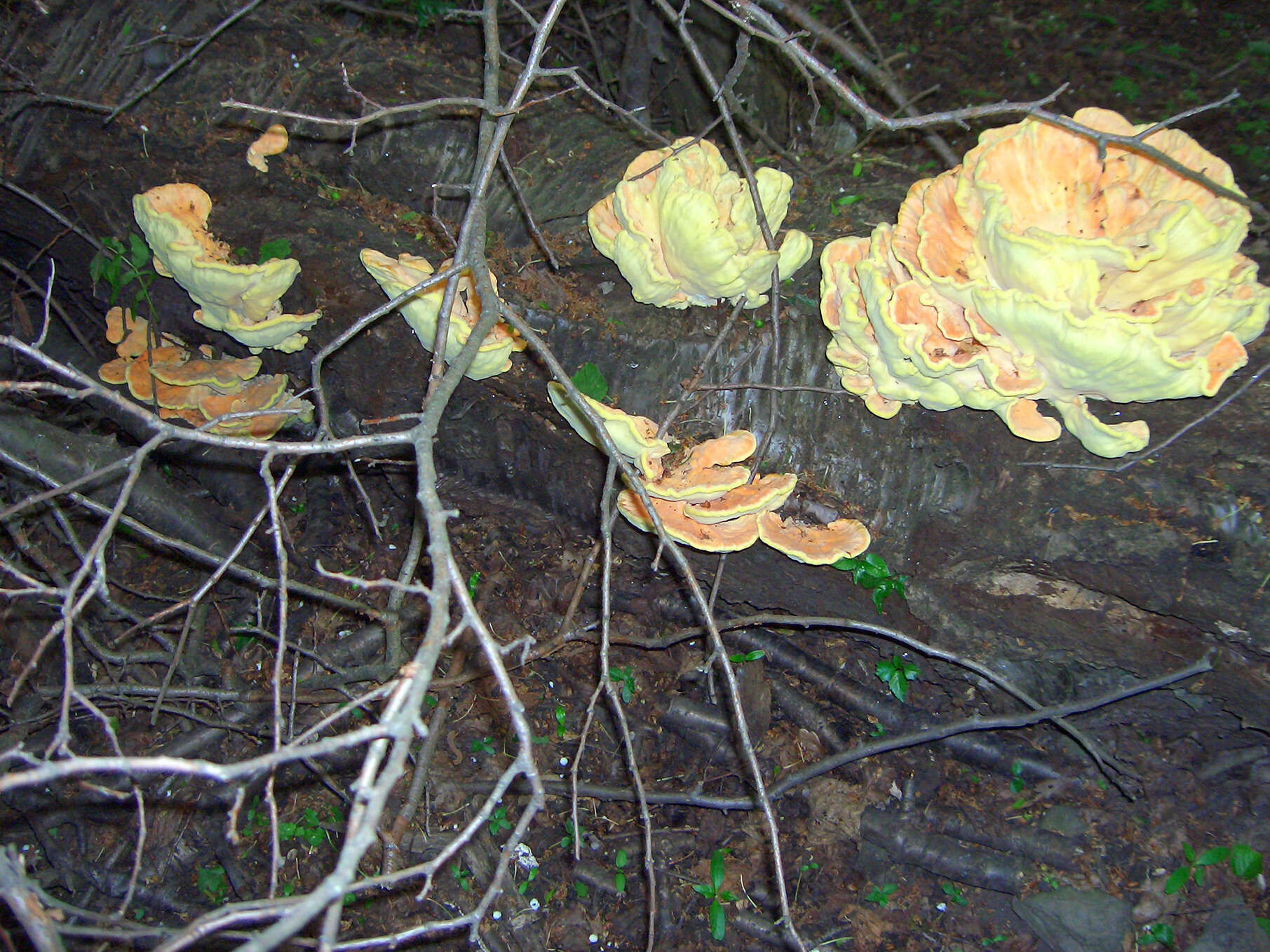 Image de Polypore soufré