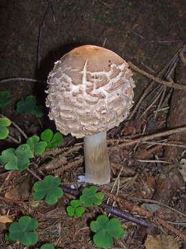 Plancia ëd Chlorophyllum rhacodes