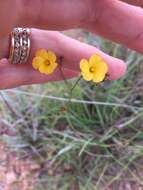 Image of rock flax