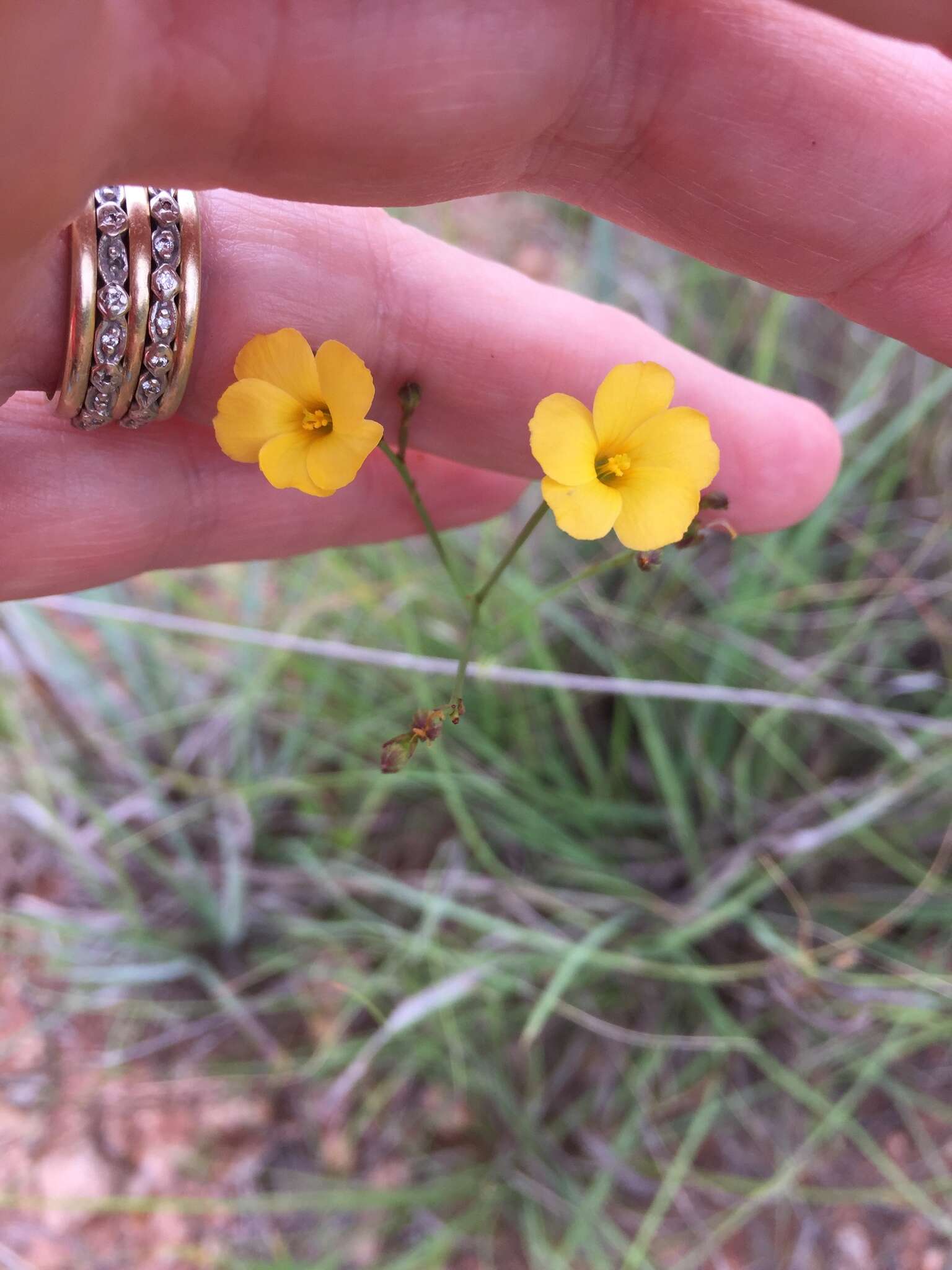 Image of rock flax