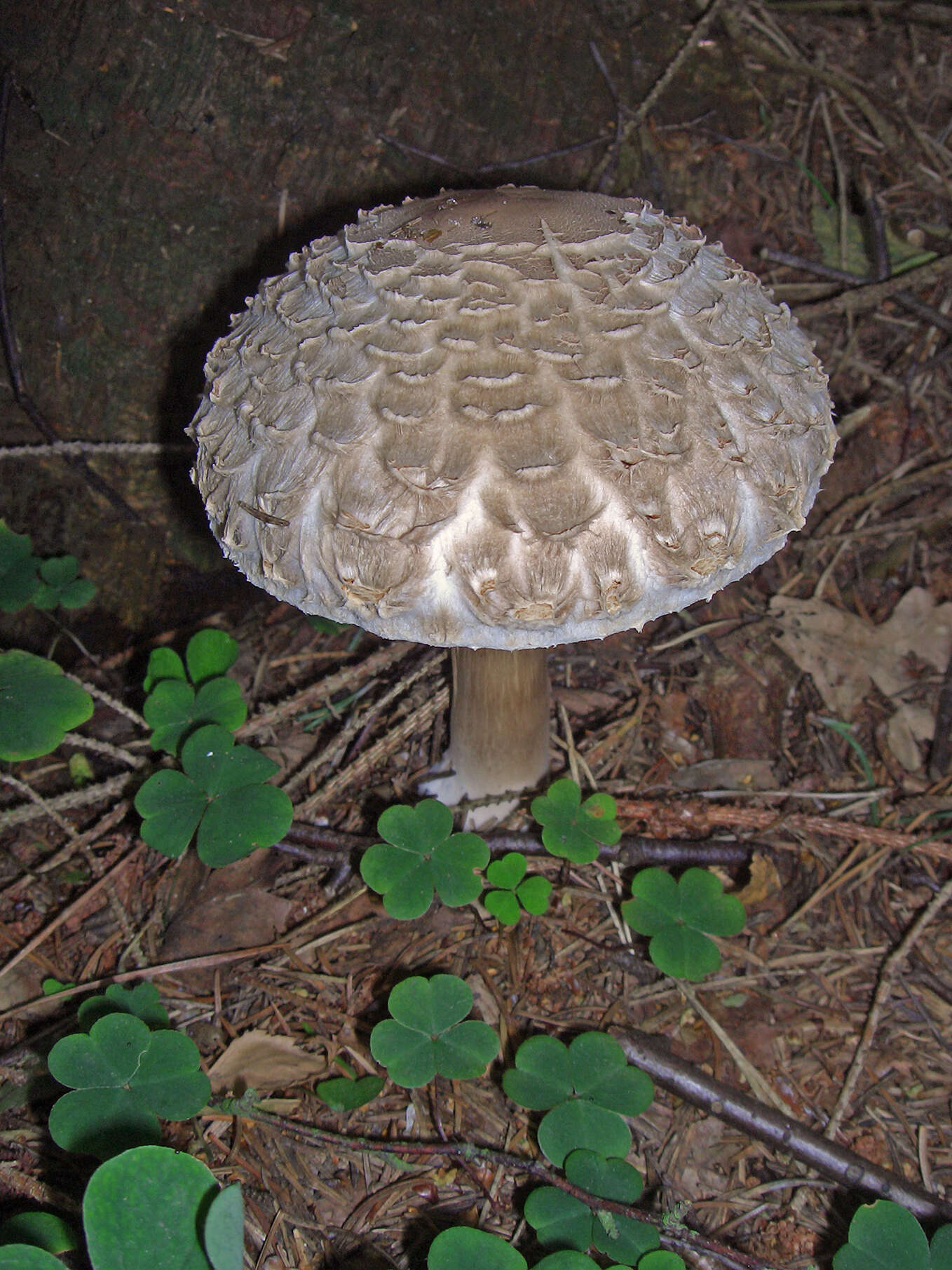 Plancia ëd Chlorophyllum rhacodes