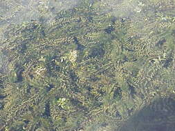 Image of western waterweed