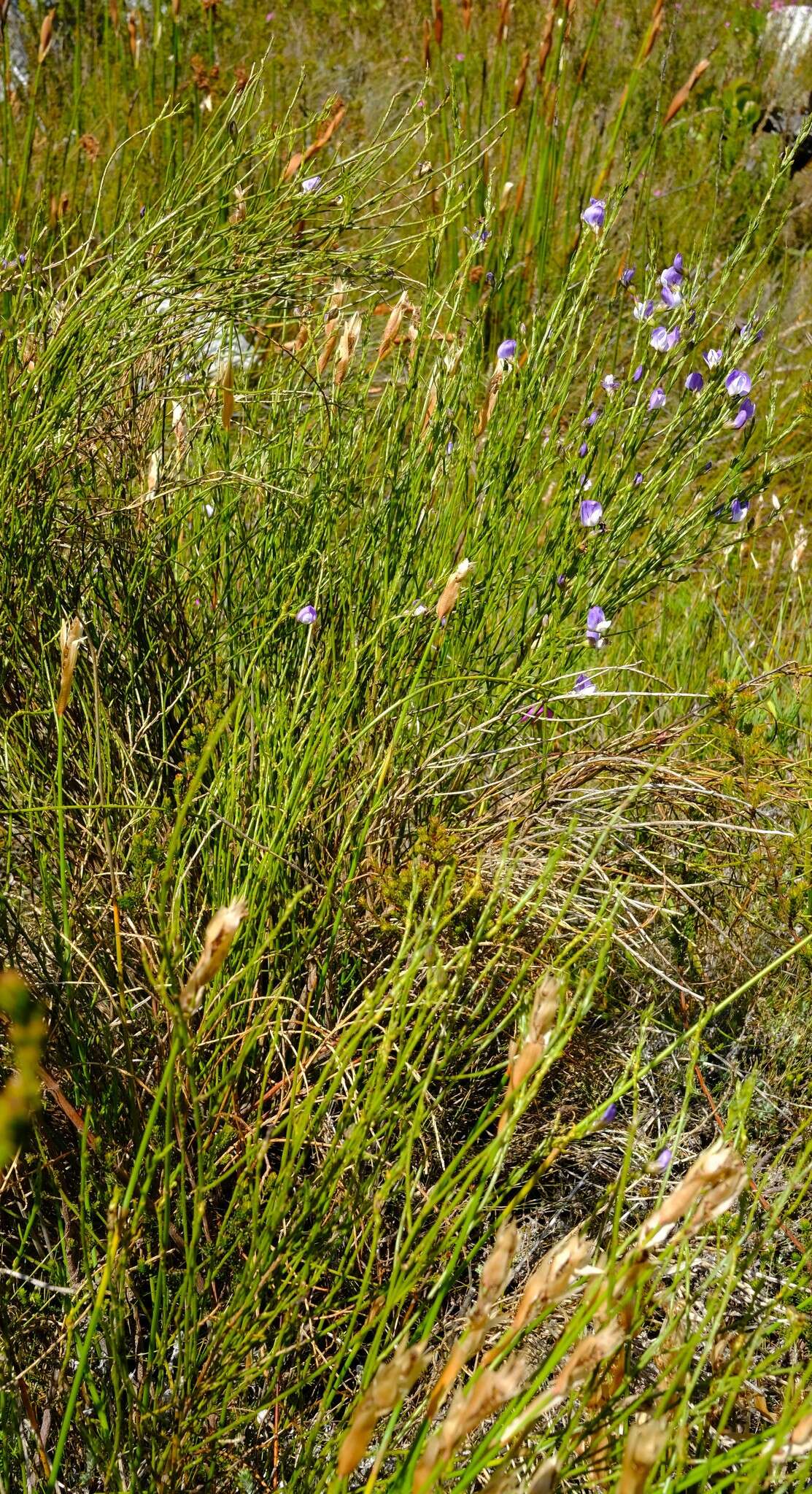 Image of <i>Psoralea rigidula</i> C. H. Stirt.