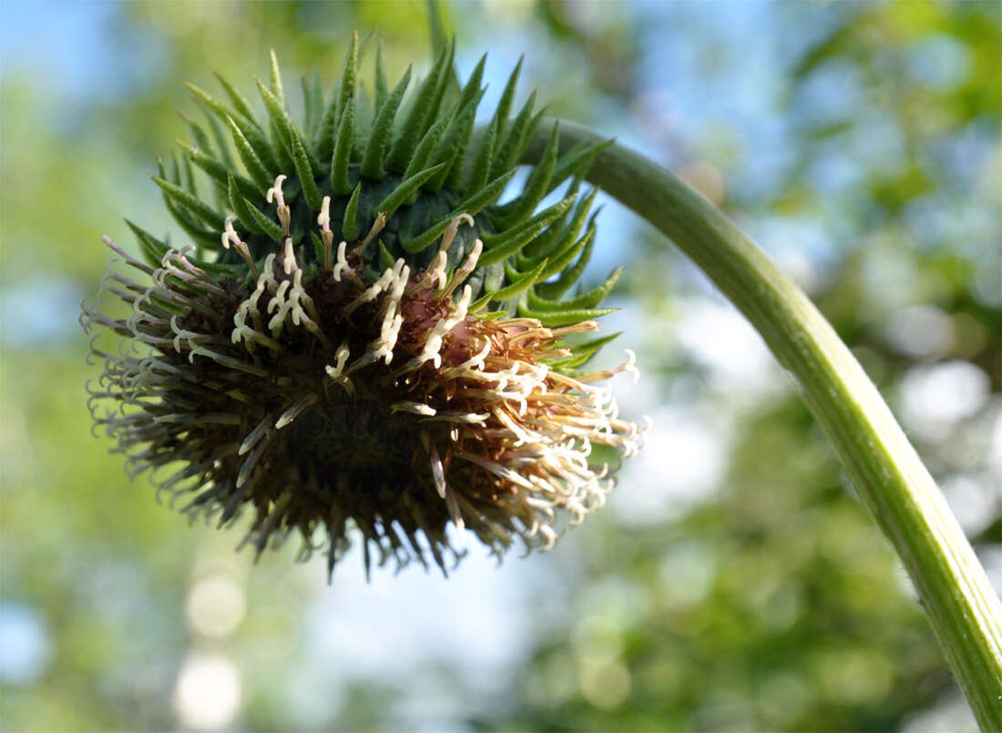 Image of Dolomiaea frolowii