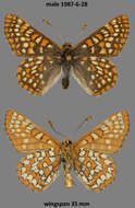 Euphydryas anicia helvia (Scudder 1869)的圖片