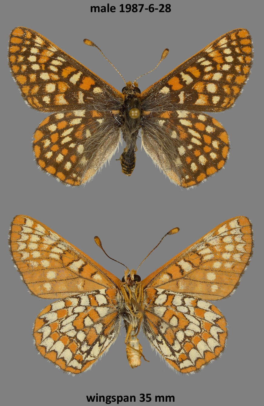 Euphydryas anicia helvia (Scudder 1869)的圖片