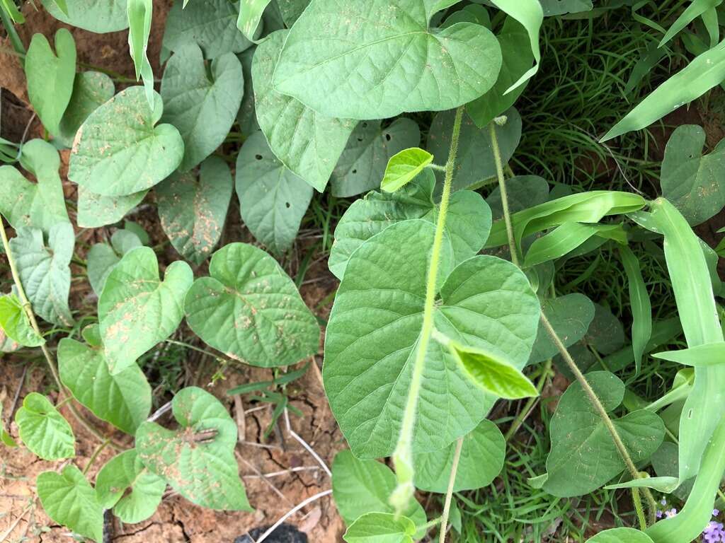 Image of Ipomoea biflora subsp. biflora