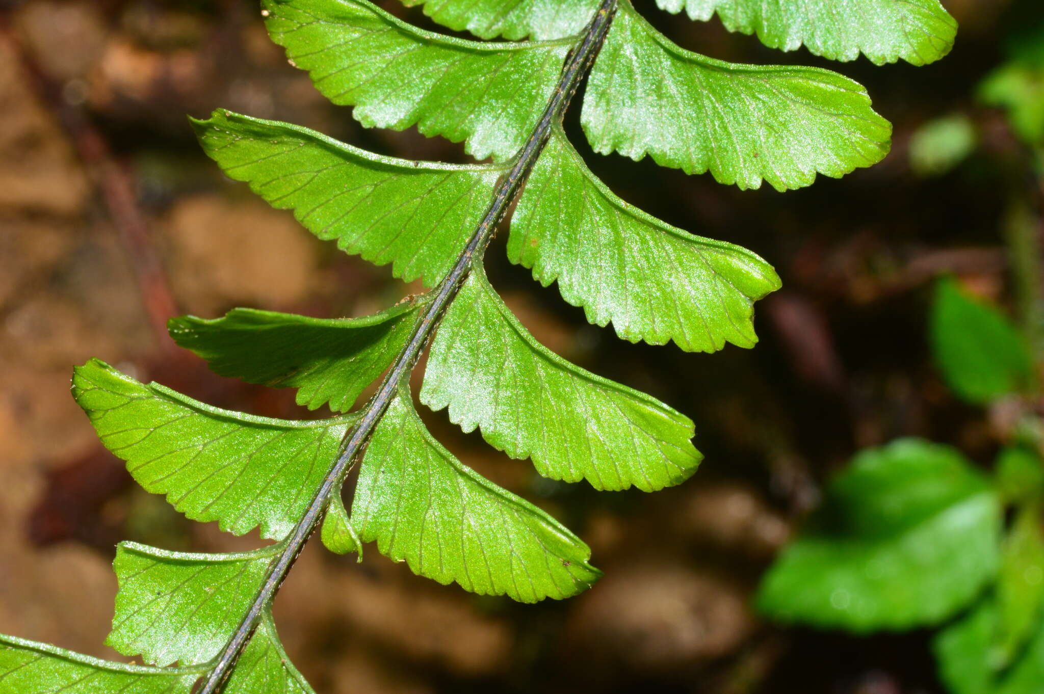 Image of Hymenasplenium adiantifrons (Hayata) Viane & S. Y. Dong