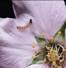 Image of peach twig borer