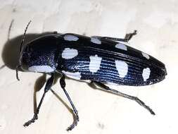 Image of eight-spotted Buprestis