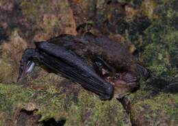 Image of Argentine Brown Bat