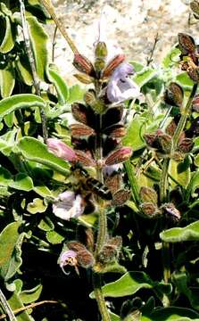 Imagem de Salvia fruticosa Mill.