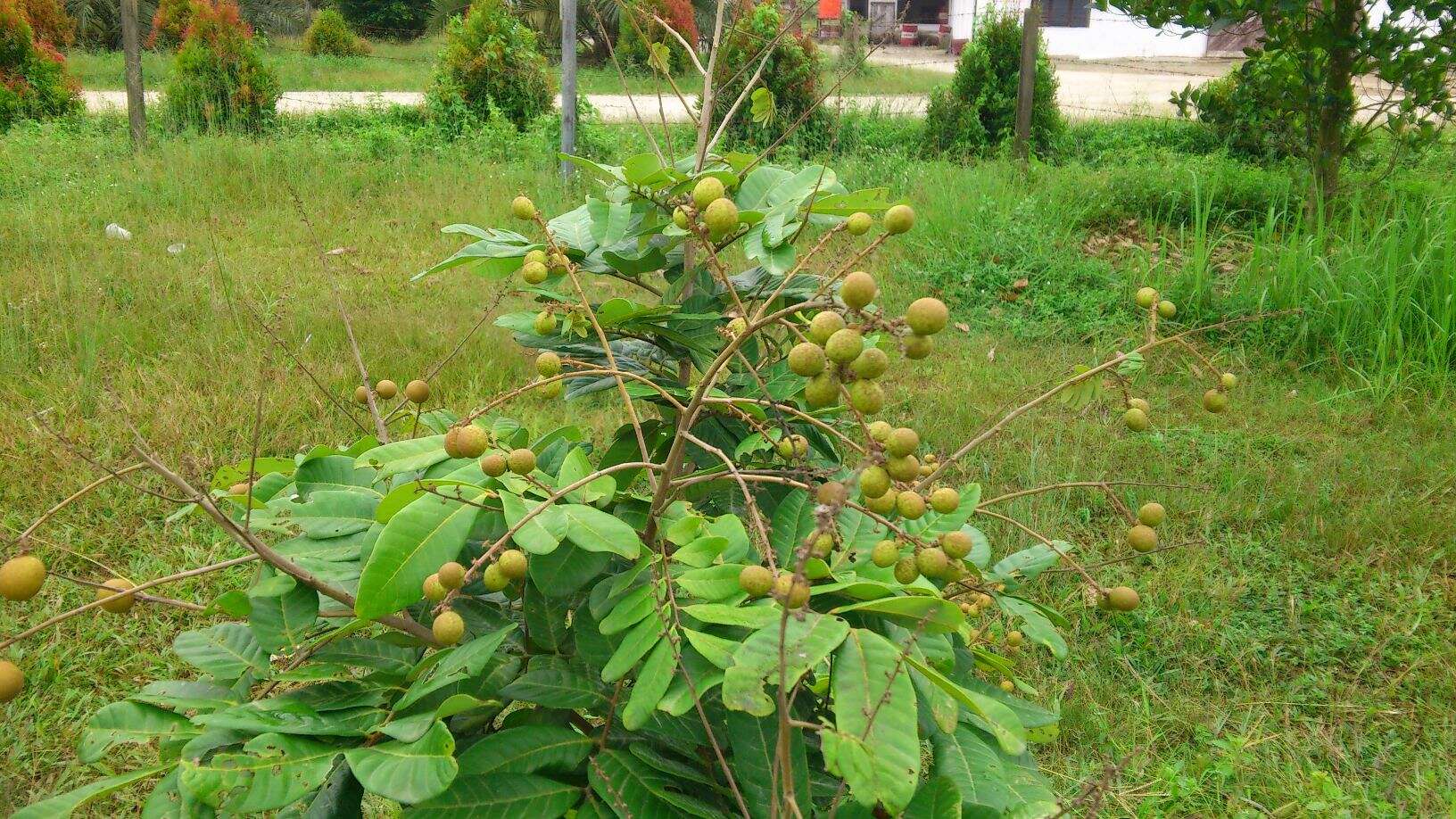 Imagem de Dimocarpus longan Lour.