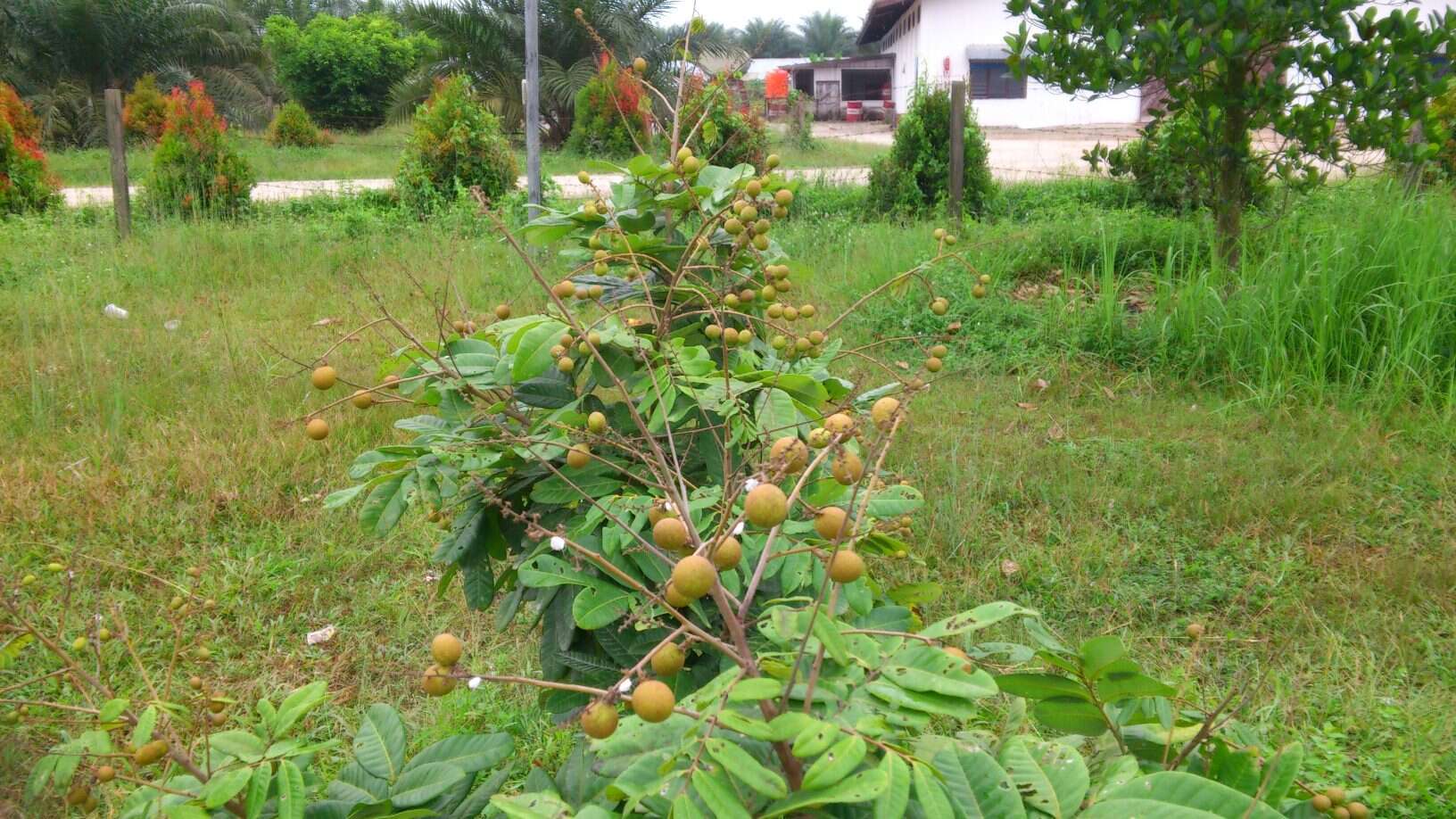 Imagem de Dimocarpus longan Lour.