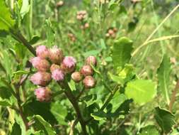 Image of Pluchea pteropoda Hemsl.