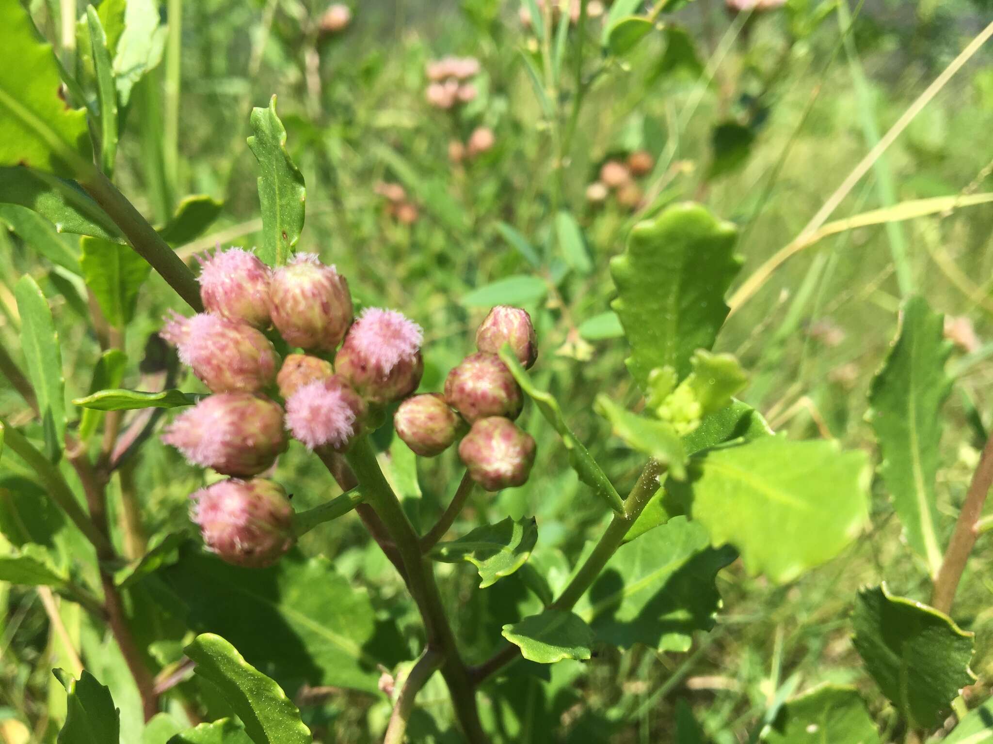 Image of Pluchea pteropoda Hemsl.