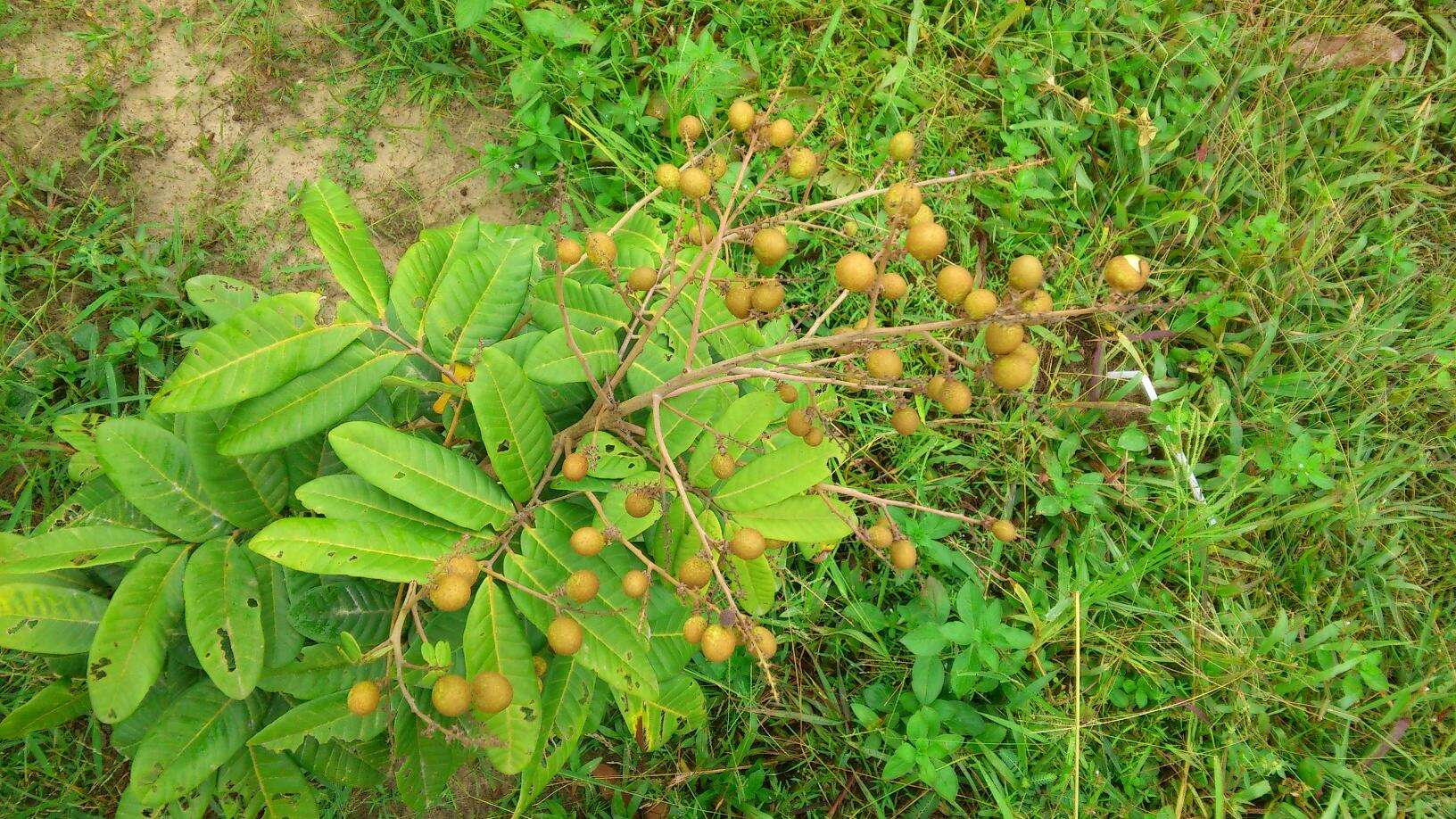 Imagem de Dimocarpus longan Lour.