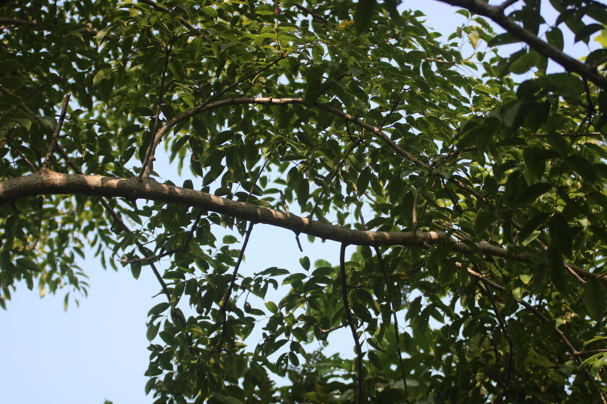 Image de Spondias pinnata (L. fil.) Kurz