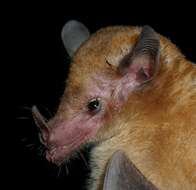 Image of Orange Nectar Bat