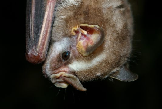 Image of Vampyressa