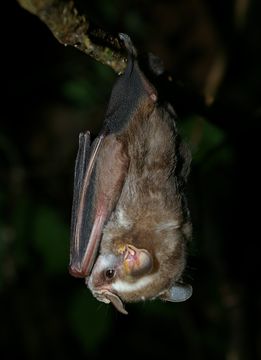 Image of Vampyressa