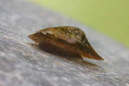 Image of Acroloxidae