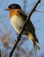 Image of Brambling