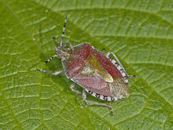 Image of sloe bug