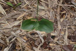 Imagem de Habenaria roxburghii Nicolson