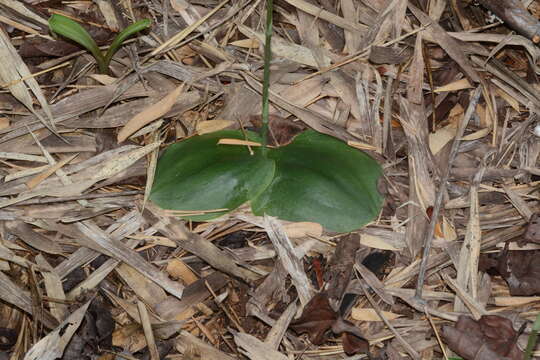 Habenaria roxburghii Nicolson的圖片