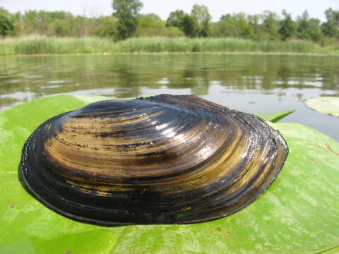 Imagem de Anodonta cygnea (Linnaeus 1758)