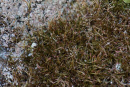 Image of intricate orthothecium moss