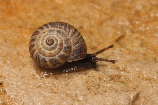 Image of Snail