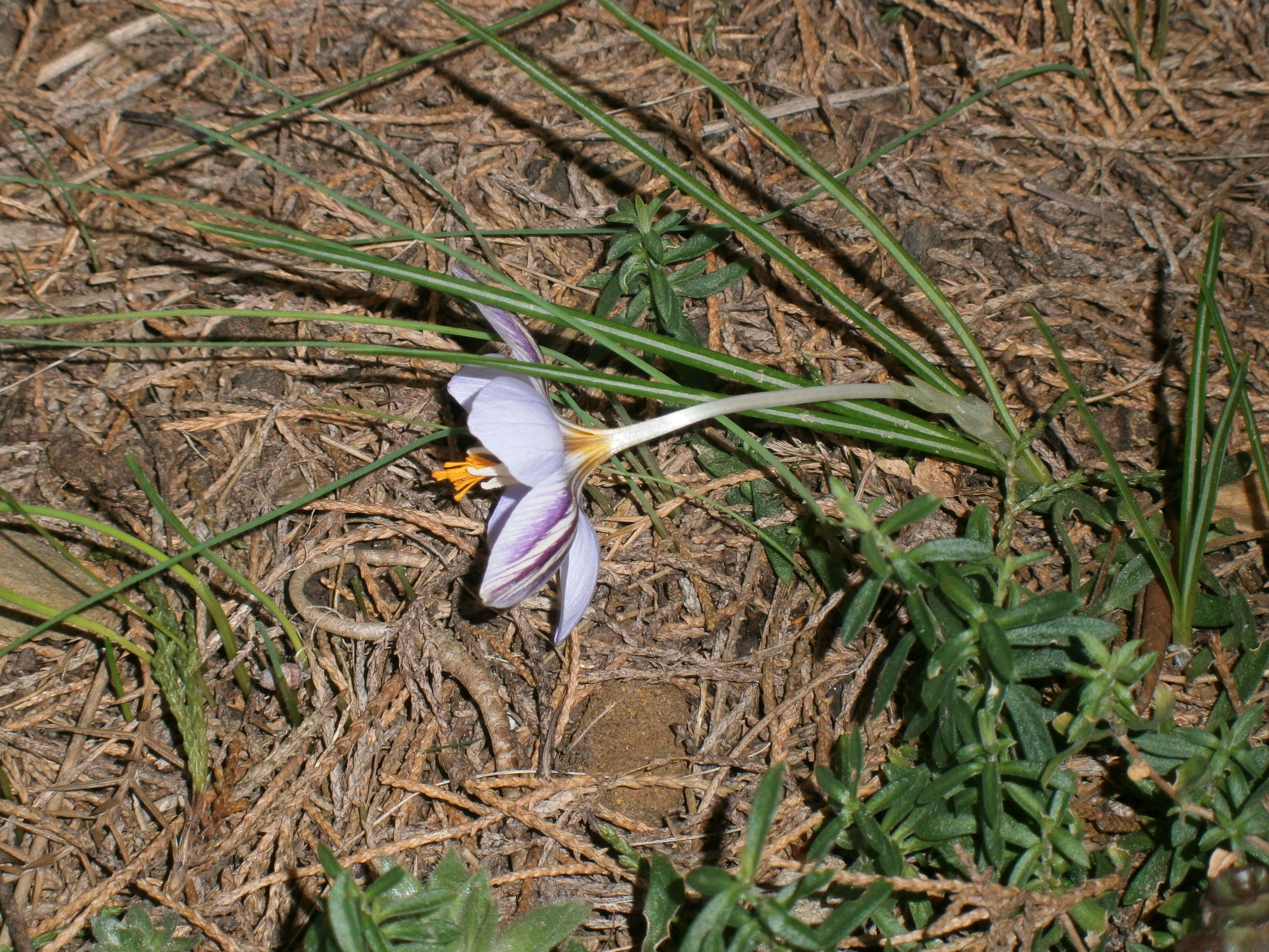 Image of smooth crocus