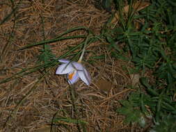 Image of smooth crocus