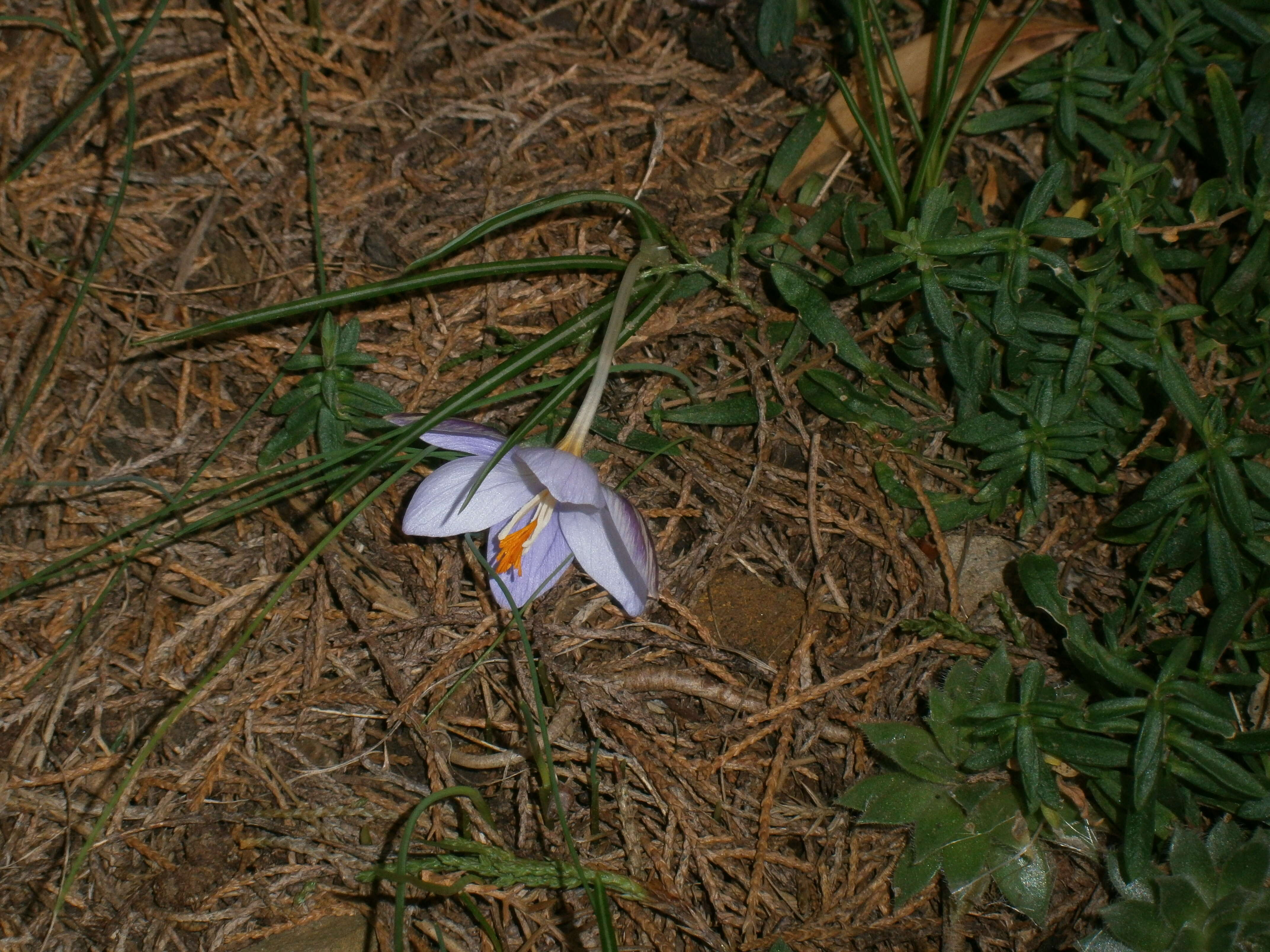 Image of smooth crocus