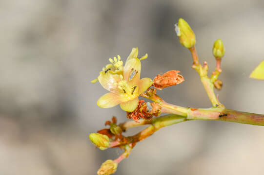 Image of Jatropha unicostata Balf. fil.