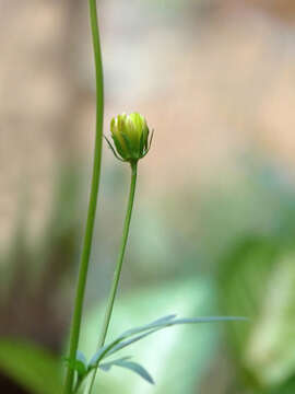 Image of sulphur cosmos