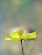 Image of sulphur cosmos