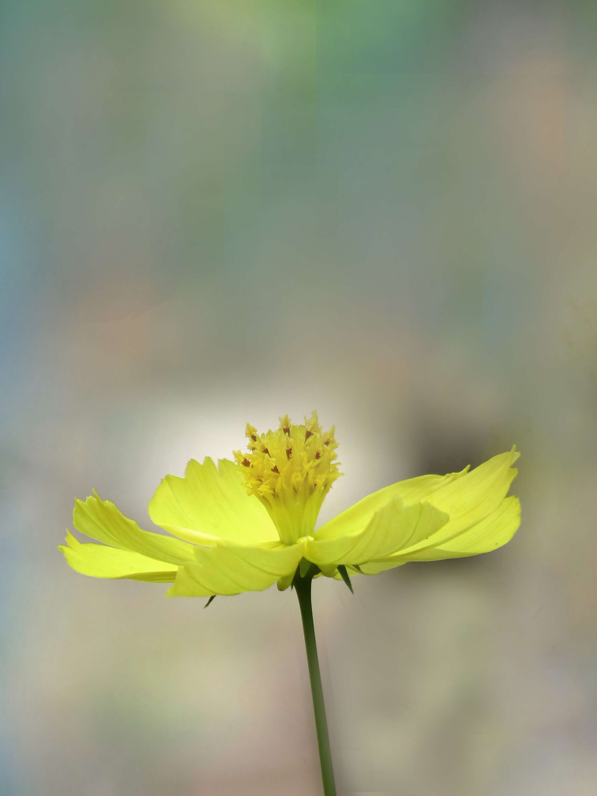 Image of sulphur cosmos