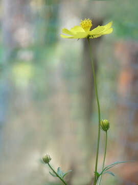 Image of sulphur cosmos