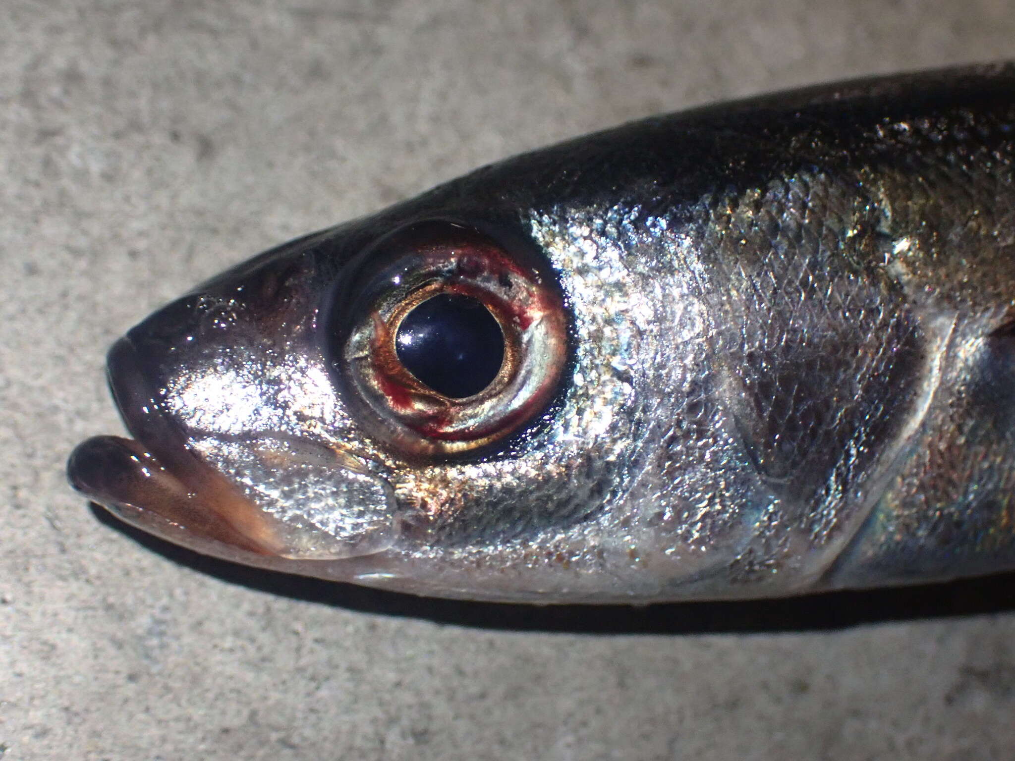 صورة Emmelichthys